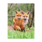 Postcard with photo of red fox kits