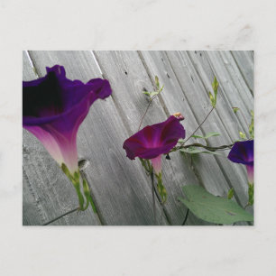 Postcard with Purple Flowers