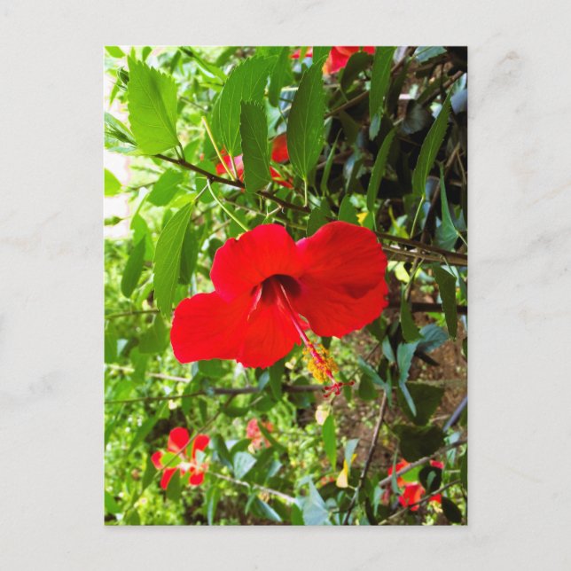 Postcard with red flower cover (Front)