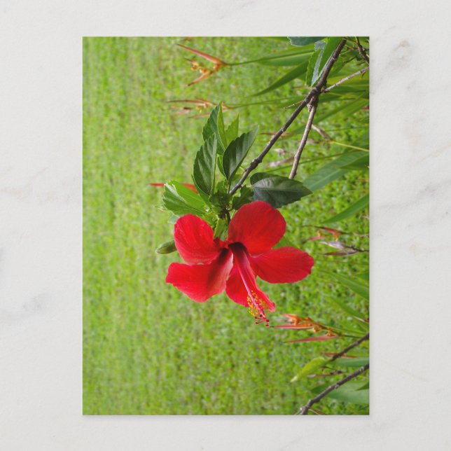 Postcard with red flower on cover (Front)