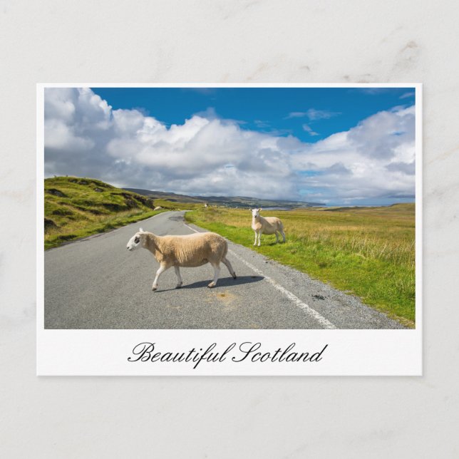 Postcard with sheep in Scotland (Front)