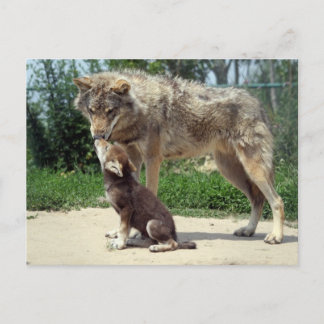 postcard wolf and pup