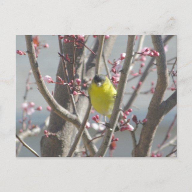 Postcard - Yellow Finch in Cherry Tree (Front)
