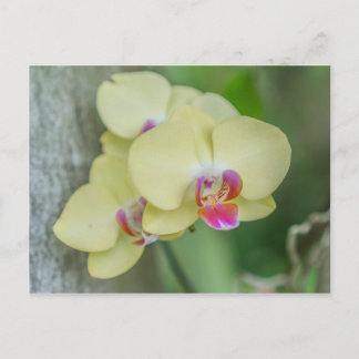 Postcard - Yellow Orchid