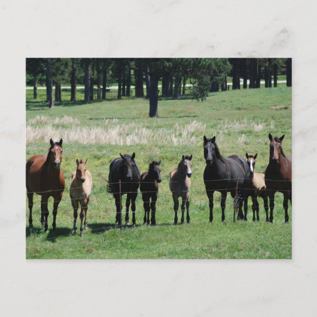 Postcards - Mares & Foals (Front)