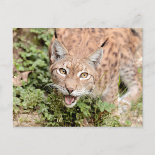 Postcards Photo cat , lynx , animals.
