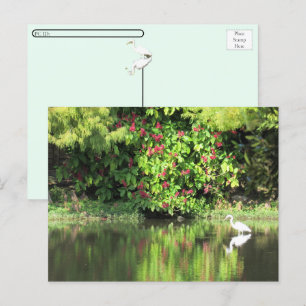 Postcrossing: A Great Egret Fishing in the Swamp Holiday Postcard