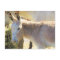 Postcrossing  - Adorable Donkey Postcard
