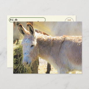 Postcrossing - Adorable Donkey Postcard