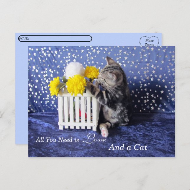 Postcrossing - All You Need is Love and a Cat Postcard (Front/Back)