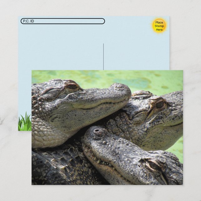 Postcrossing - Alligator Party Postcard (Front/Back)