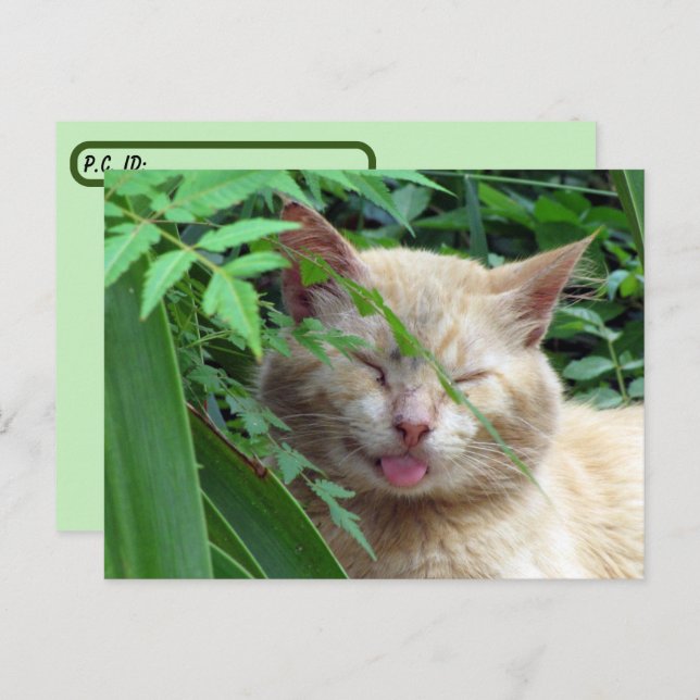 Postcrossing Beast The Most Adorable Stray Cat Postcard (Front/Back)