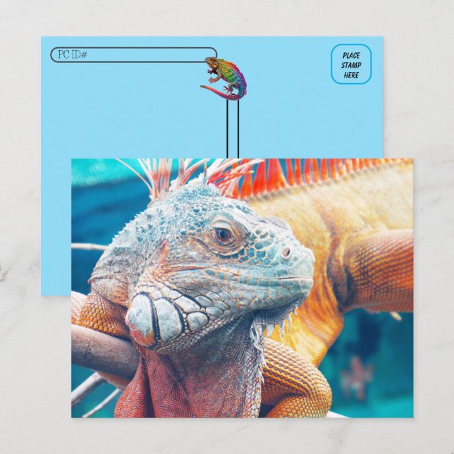 Postcrossing - Beautiful iguana Postcard (Front/Back)
