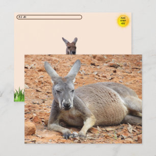 Postcrossing Confident Kangaroo Postcard