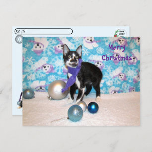 Postcrossing - Cowboy's Christmas - Cat Postcard