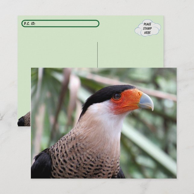 Postcrossing Crested Caracara Postcard (Front/Back)