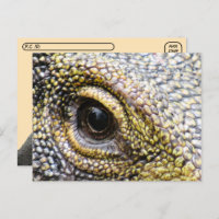 Postcrossing - Crocodile Monitor Lizard Postcard