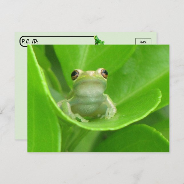 Postcrossing = Cute Little Tree Frog Postcard (Front/Back)