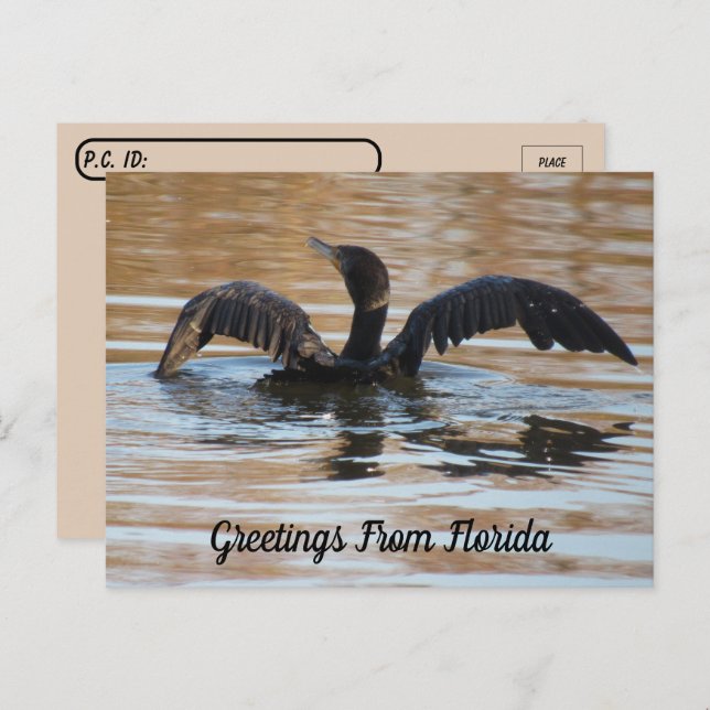 Postcrossing Double Crested Cormorant Swimming Postcard (Front/Back)