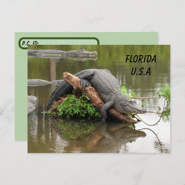 Postcrossing Florida Alligator w ID Box Postcard (Front/Back)