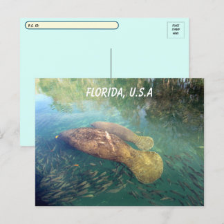 Postcrossing Florida Manatee and Baby w ID Box Postcard