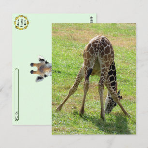 Postcrossing Funny Giraffe Butt Postcard