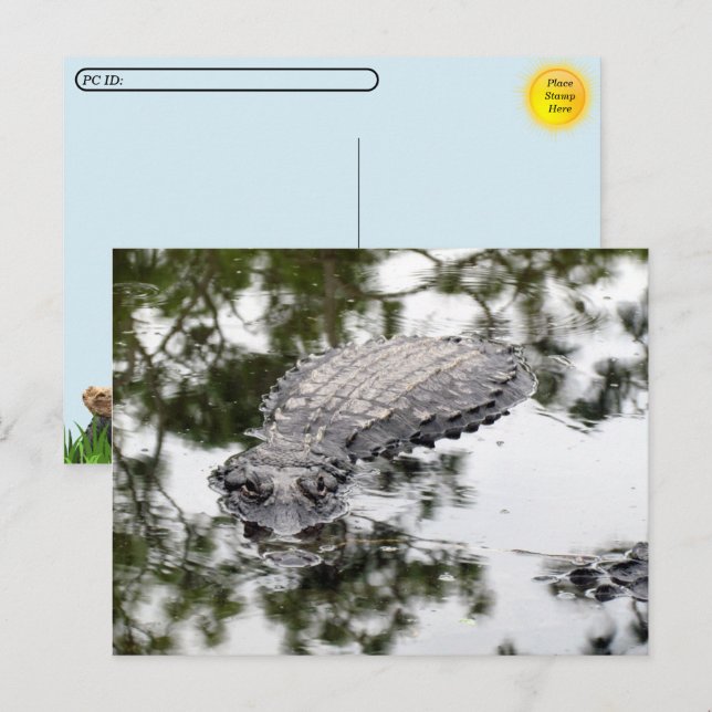 Postcrossing - Gator Reflections in the Swamp Postcard (Front/Back)