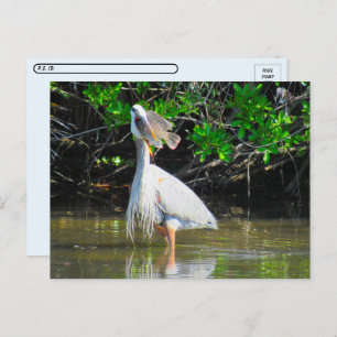 Postcrossing - Great Blue Heron's Lunch Postcard