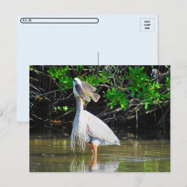 Postcrossing - Great Blue Heron's Lunch Postcard (Front/Back)