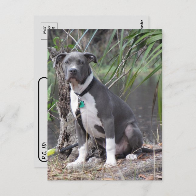 Postcrossing Handsome Pit Bull Postcard (Front/Back)