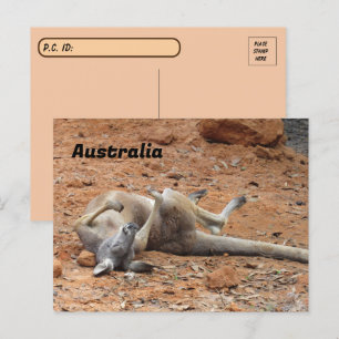 Postcrossing Kangaroo Rolling / Playing Postcard
