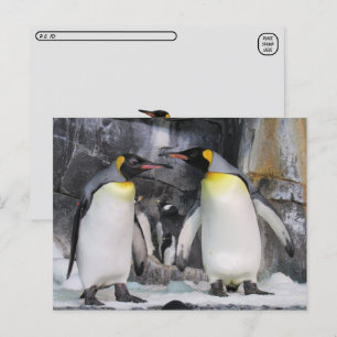 Postcrossing King Penguins Postcard