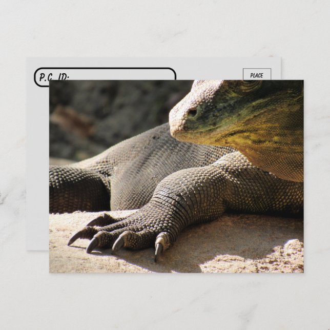 Postcrossing - Komodo Dragon Postcard (Front/Back)