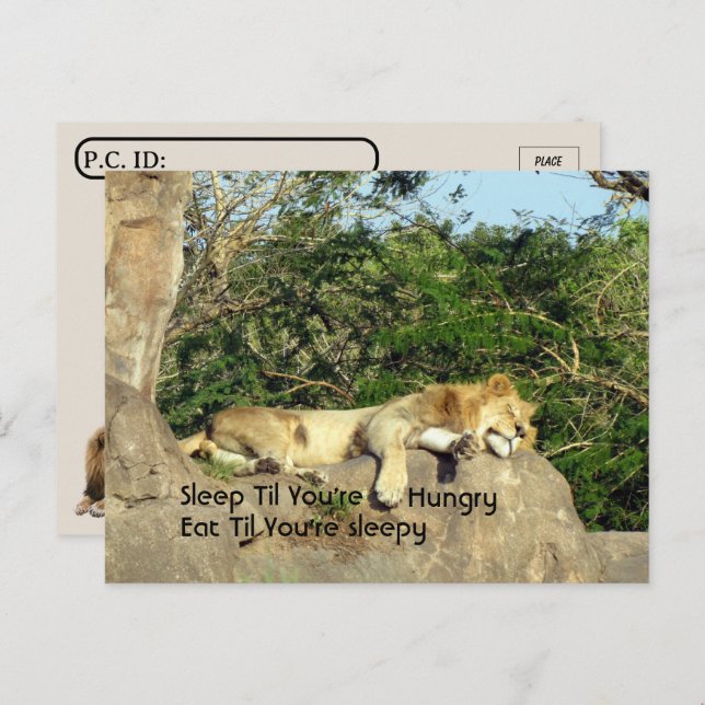 Postcrossing - Lion Sleep til You're Hungry Quote  Postcard (Front/Back)