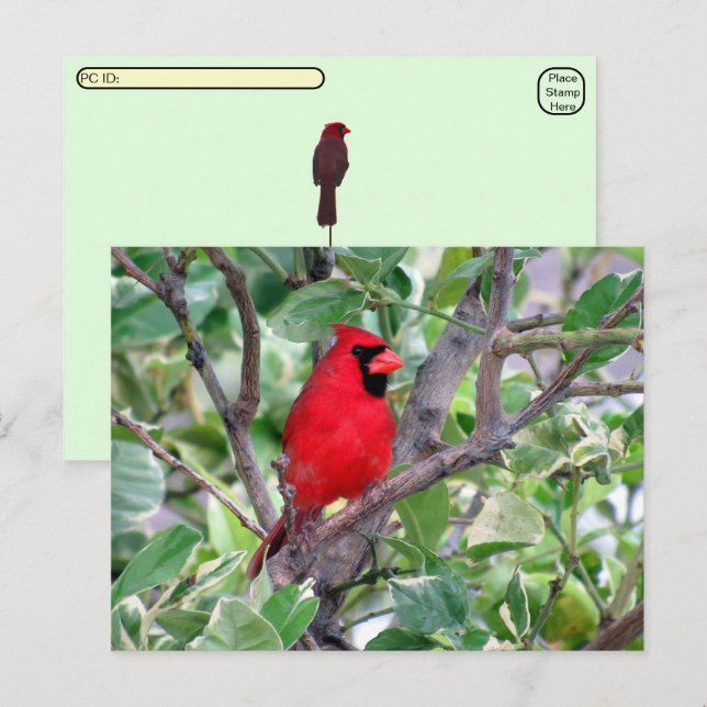 Postcrossing -Male Cardinal Bird Watching Postcard (Front/Back)
