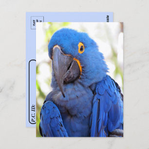 Postcrossing - Pic of a Blue and Gold Macaw  Postcard