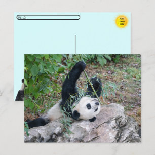 Postcrossing  Pic of a Giant Panda Postcard