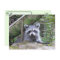 Postcrossing Pic of An Adorable Baby Racoon