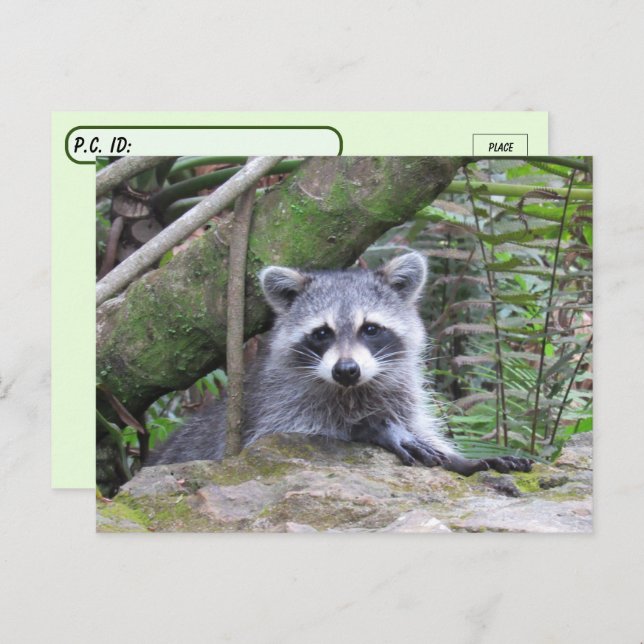 Postcrossing Pic of An Adorable Baby Racoon Postcard (Front/Back)