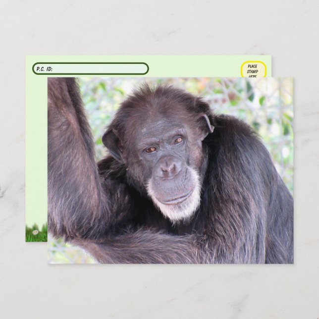 Postcrossing Pic of Chimpanzee Postcard (Front/Back)