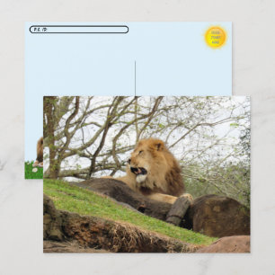 Postcrossing - Pic of Lion Roaring Postcard
