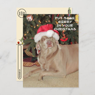 Postcrossing - Rain the Weimaraner's Christmas  Postcard