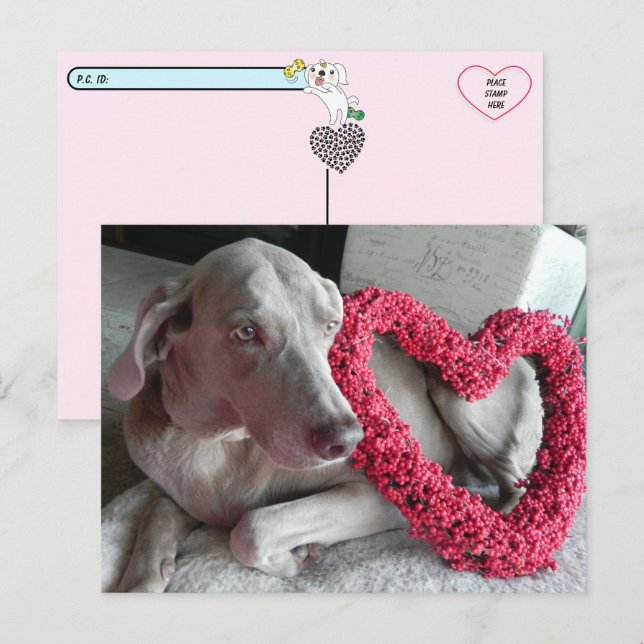 Postcrossing Rain the Wiemaraner's Love Postcard (Front/Back)