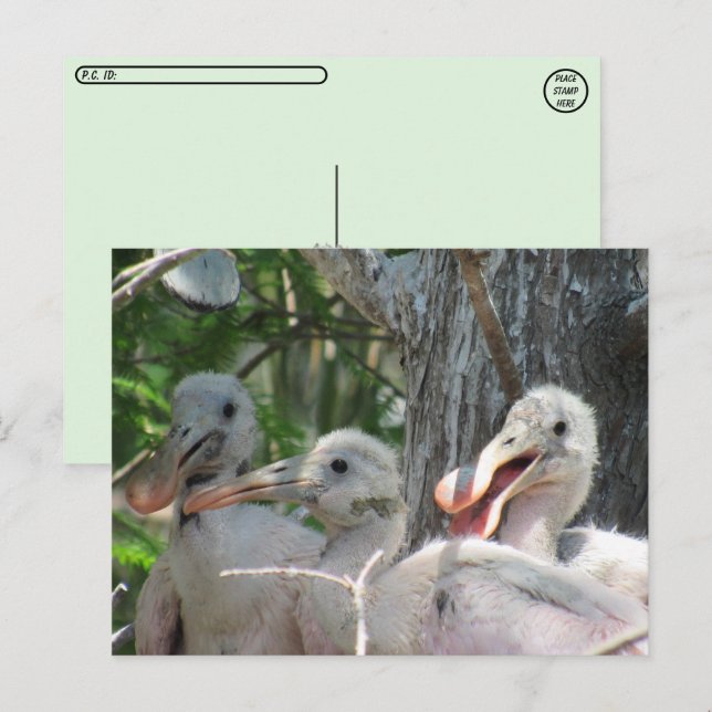 Postcrossing - Roseate Spoonbill Chicks Postcard (Front/Back)