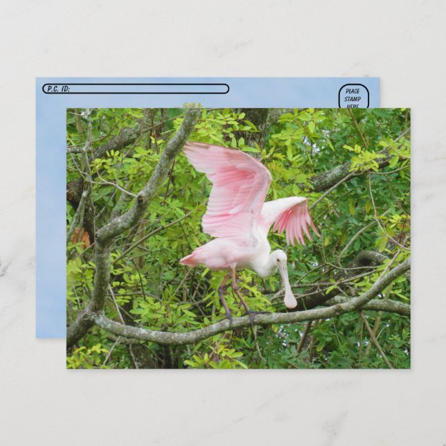 Postcrossing - Roseate Spoonbill Postcard (Front/Back)