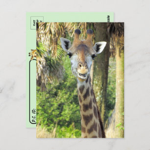 Postcrossing - Silly Giraffe Postcard