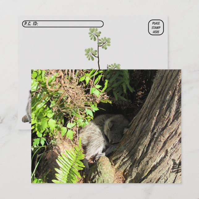 Postcrossing Sleeping Racoon Postcard (Front/Back)