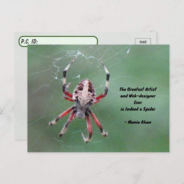 Postcrossing Spotted Orbweaver Spider Postcard (Front/Back)
