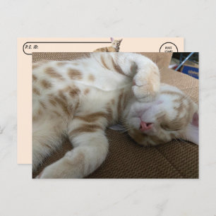 Postcrossing - Taz The Adorable Ginger Tabby - Cat Postcard