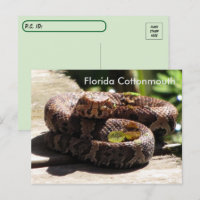 Postcrossing - The Florida Cottonmouth Postcard